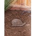 Snail Stepping Stone
