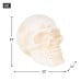 Human Skull Cast Iron Paperweight
