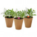 Buzzy Grow Your Own Wildflowers Complete Grow Kit in Purple Buzzy Grow Your Own Wildflowers Complete Grow Kit in Purple