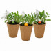 Buzzy Grow Your Own Wildflowers Complete Grow Kit in Green Buzzy Grow Your Own Wildflowers Complete Grow Kit in Green