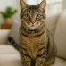 Cat Collar With Bell Cat Collar With Bell