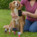Dog Grooming Set Dog Grooming Set