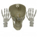 Skeleton Head with LED Eyes and Hands Halloween Display Prop Decor